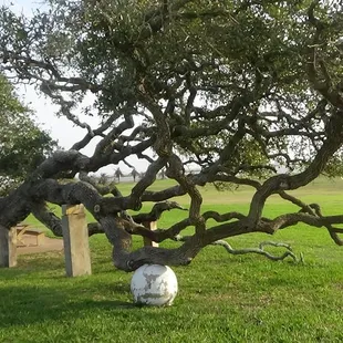 Another cool, old tree at the Schoenstatt Shrine.