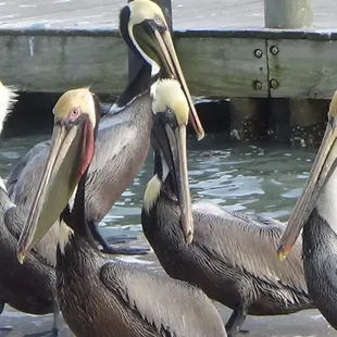 These birds are awesome.