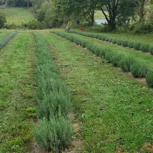 Grosso and Sensational Lavender