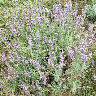 Royal Velet Lavender