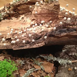 Beautiful decomposition installation by Leigh Martin of OKC!