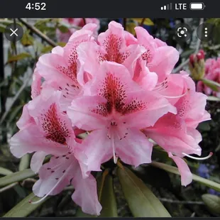 What I asked tattoo to look like