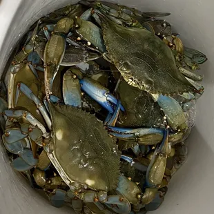 Live blue crab, feisty and big!