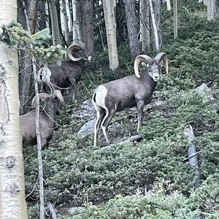 Just up from the lodge!