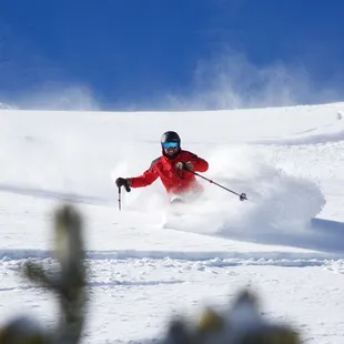 Bluebird!