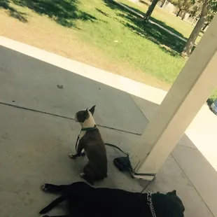 My boys just relaxing.