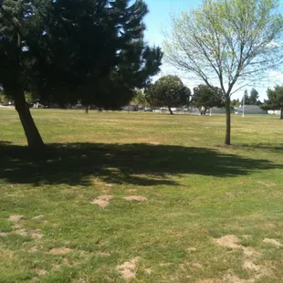 Large grassy area with trees