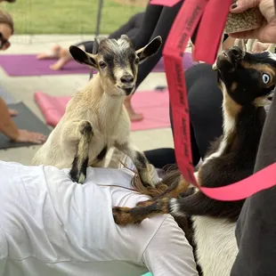 a goat on a yoga mat