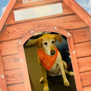 Zoey Money - Subaru Loves Pets!