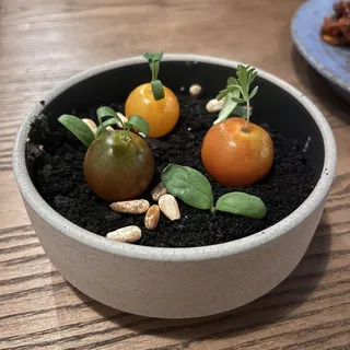 tomato garden