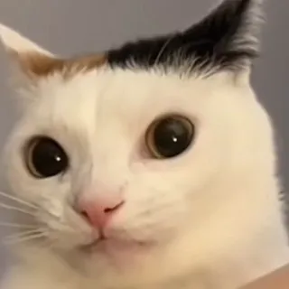 Kit K.