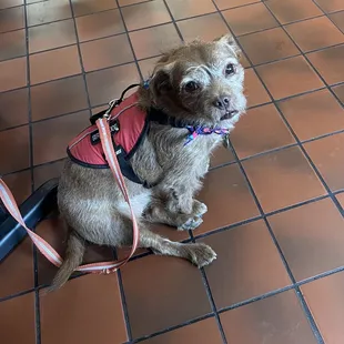 a dog wearing a harness