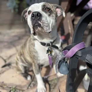 a brown and white dog on a leash