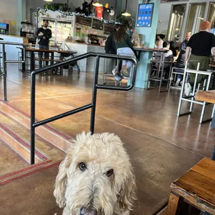 Inside Alameda Brewing with Maxiums