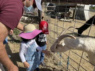 Adventures with Animals