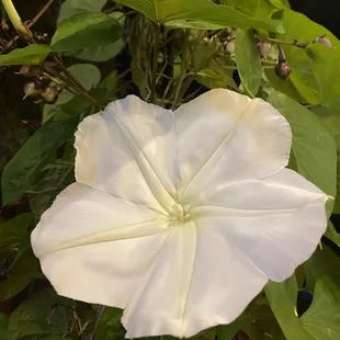 Patio flowers