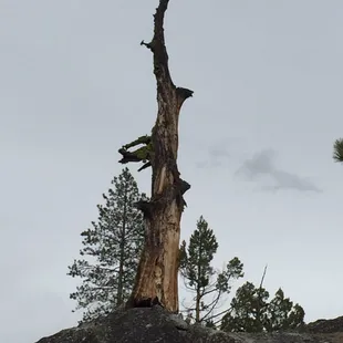 Forest fire and bark Beetle has attacked many trees