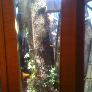 Built around this tree!