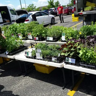 Plants for planting.