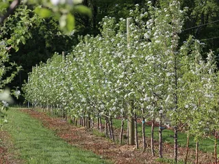 Alpine Ridge Orchard