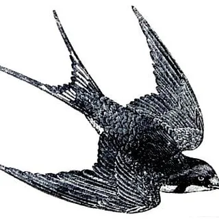 S J.