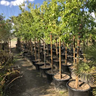 Kawakami pear tree
