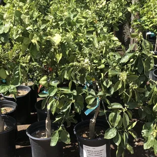 Gillette naval orange trees