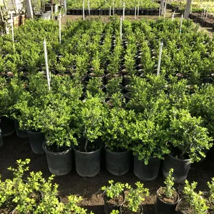 Green beauty boxwood