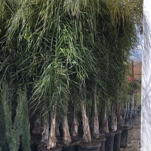 Queen palm