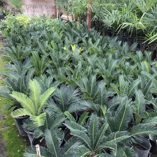 Sego palm
