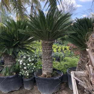 Sego palm