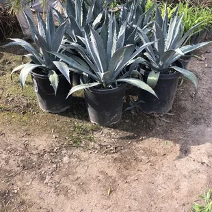 Agave &quot;Americana blue&quot;