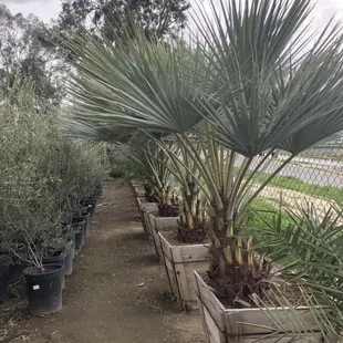 Mexican blue palm