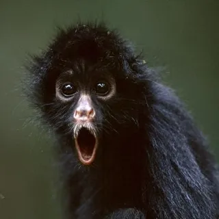 Monkean M.