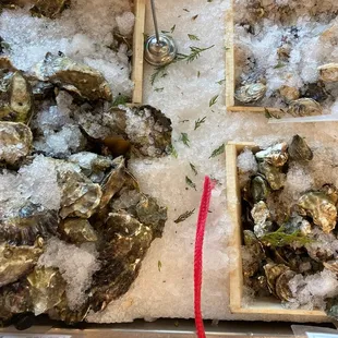 Oysters!