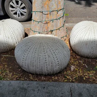 Sea urchin decor in front of shop