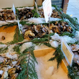 Oysters and clams