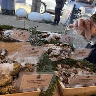 Fresh oysters
