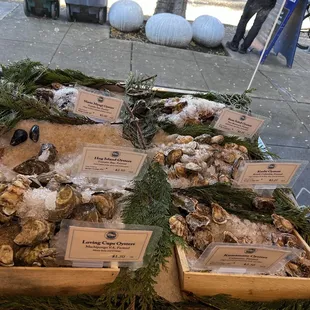 Fresh oysters