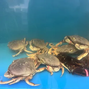 9/9/2023 mr krabs