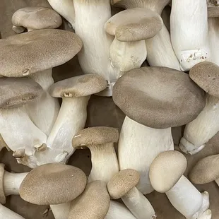 a large group of mushrooms