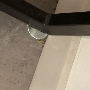 Ants in these nice redone rooms