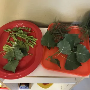 Leaf sorting trays for our forest theme. Toddlers learned the difference between soft, hard, prickly, smooth, big and small