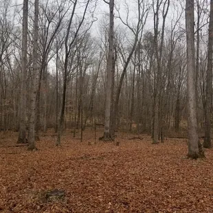 Back area in woods for optional wedding site