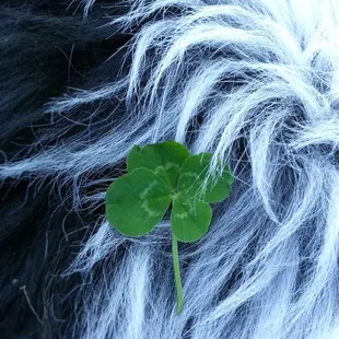 We found a four leaf clover and gave it to our puppy to wear.