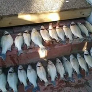 Bounty from nearby Elephant Butte Lake