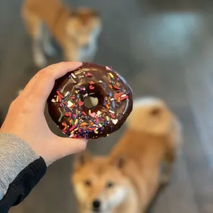 Chocolate and sprinkles yeast donut