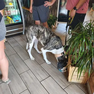 Our dog drinking water-  the owner put a bowl down for her, so sweet !
