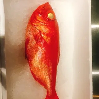 Golden eye snapper