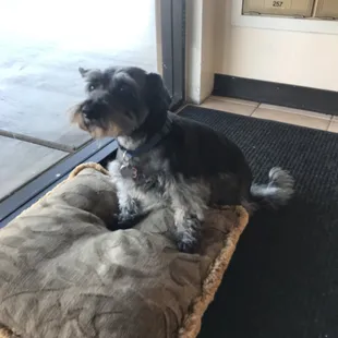 Hi there I'm Charles Barkley the store Mascot, stop in and say hi!